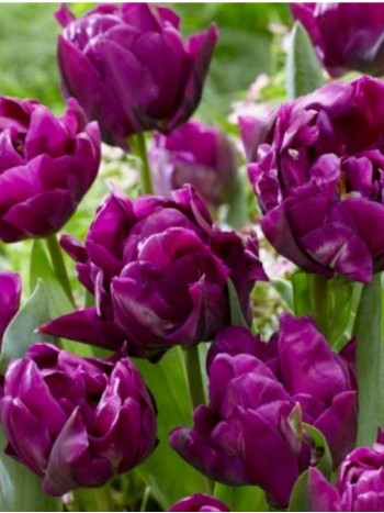 Лале (Tulipa 'Palma de Mallorca') T33 Лале (Tulipa 'Palma de Mallorca') T33